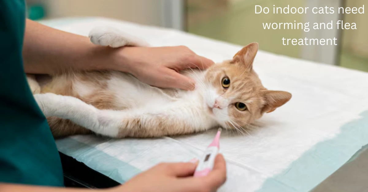 Do indoor cats need worming and flea treatment