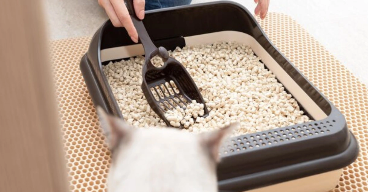 cleaing method of Litter Box Scooping 