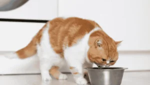 Side Effects of Wet Cat Food